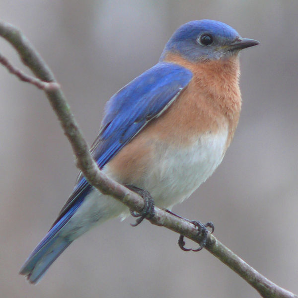 Bluebird