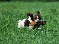 Raykar Brigand, "Fergus" working birds.