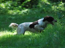 Another shot of Raykar Brigand