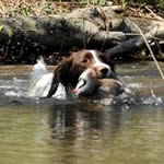 Sage, owned by Peter Lockhart