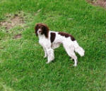 Angus, owned by Walter Kirkland, Alabama