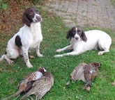 Squareclose Brogue (Piper) and Squareclose Tammi