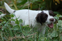 Beautiful Windrift Springer Spaniel Puppies
