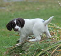 English Springer Spaniel Pup