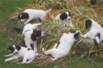 Beautiful Windrift Springer Spaniel Puppies