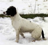 Christine Lavier and one of her English Springer Spaniels